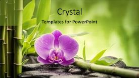  Presentation with zen stones - Colorful presentation design enhanced with hands pebble - zen basalt stones orchid backdrop and a gold colored foreground