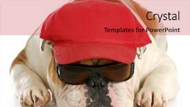  Presentation with red white blue confetti - Presentation having baseball cap - english bulldog wearing sunglasses background and a red colored foreground