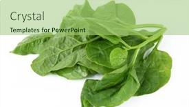  Presentation with spinach - Presentation with basella-alba-malabar-spinach-isolated background and a mint green colored foreground