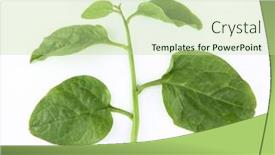 Presentation with spinach - Presentation theme having basella-alba-malabar-spinach-isolated background and a mint green colored foreground