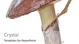  Presentation with fungi - Presentation design featuring basidiomycete-fungi-isolated-on-white background and a white colored foreground