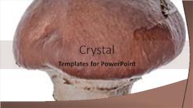  Presentation with fungi - Presentation with basidiomycete-fungi-isolated-on-white background and a violet colored foreground