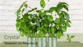  Presentation with growing - PPT layouts with basil growing in tin cans background and a seafoam green colored foreground
