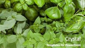  Presentation with close up dumb cane leaves - Slides enhanced with basil herb leaves background close background and a  colored foreground