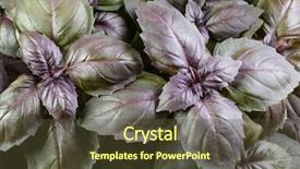  Presentation with herb - Slide deck consisting of basil herb leaves background close background and a tawny brown colored foreground
