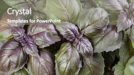  Presentation with close up dumb cane leaves - Cool new presentation with basil herb leaves background close backdrop and a gray colored foreground