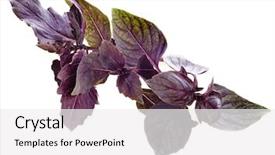  Presentation with herb - Theme with basil herb spice leaf isolated on white background background and a white colored foreground