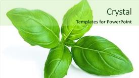  Presentation with phyto essential basil aroma oil - Colorful PPT theme enhanced with basil isolated backdrop and a mint green colored foreground
