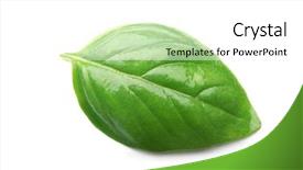  Presentation with isolated fall oak leaf - Audience pleasing slide deck consisting of basil leaf isolated on white backdrop and a white colored foreground
