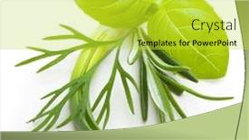  Presentation with herb - Amazing presentation theme having basil leaves dill herb rosemary spice isolated on white background backdrop and a yellow colored foreground