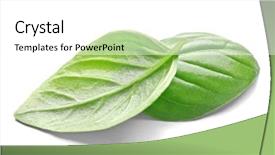  Presentation with leaves - Presentation with basil leaves isolated on white background and a white colored foreground