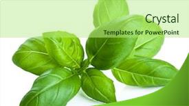  Presentation with isolated fall oak leaf - Presentation theme with basil leaves isolated background and a mint green colored foreground