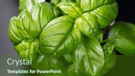  Presentation with green fresh food - Theme enhanced with basil-leaves-over-black-background background and a tawny brown colored foreground