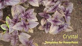  Presentation with vegetable garden - Presentation theme consisting of basil-on-the-garden-bed background and a coral colored foreground