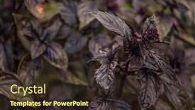  Presentation with vegetable garden - PPT theme featuring basil-on-the-garden-bed background and a wine colored foreground