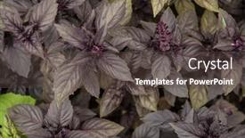  Presentation with vegetable garden - Slide set having basil-on-the-garden-bed background and a dark gray colored foreground