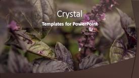  Presentation with vegetable garden - Slide deck having basil-on-the-garden-bed background and a tawny brown colored foreground