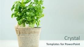  Presentation with italian cuisine - Presentation enhanced with basil-plant-growing background and a sky blue colored foreground