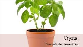  Presentation with plant - Slide set enhanced with basil plant in a pot background and a coral colored foreground