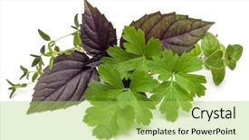  Presentation with sweet basil - Slides enhanced with basil sweet basil oregano thyme background and a yellow colored foreground