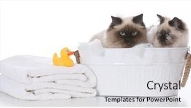  Presentation with dog cat sunset - Audience pleasing slides consisting of basin towel - bathing the cat backdrop and a  colored foreground