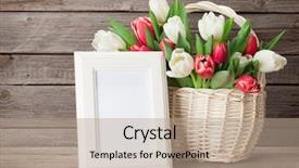  Presentation with photo tulips - Cool new PPT theme with basket and blank photo frame backdrop and a coral colored foreground