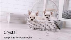  Presentation with paw print - Presentation design consisting of basket and muddy paw print background and a light gray colored foreground