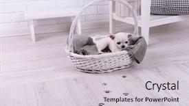  Presentation with paw prints - Colorful presentation design enhanced with basket and muddy paw print backdrop and a light gray colored foreground