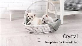  Presentation with paw prints - Audience pleasing presentation design consisting of basket and muddy paw print backdrop and a light gray colored foreground