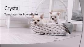  Presentation with paw print - Colorful presentation enhanced with basket and muddy paw print backdrop and a white colored foreground