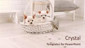 Presentation with paw print - Cool new theme with basket and muddy paw print backdrop and a lemonade colored foreground