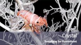  Presentation with jewish star of david - PPT theme having basket star shrimp periclimenes lanipes background and a  colored foreground