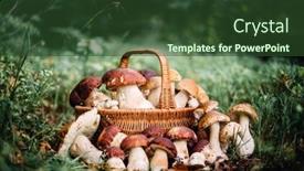  Presentation with mushrooms - PPT layouts consisting of basket-with-edible-white-mushrooms background and a  colored foreground