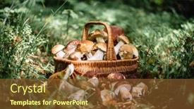  Presentation with mushrooms - Presentation theme enhanced with basket-with-edible-white-mushrooms background and a  colored foreground