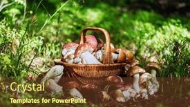  Presentation with mushrooms - Slides having basket-with-edible-white-mushrooms background and a tawny brown colored foreground