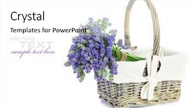  Presentation with lavender flowers - Cool new slide deck with christmas balls and gift box isolated on white background backdrop and a light gray colored foreground