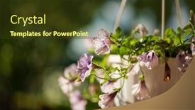 Presentation with flowers - PPT theme featuring baskets-of-hanging-petunia-flowers background and a  colored foreground
