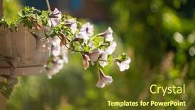  Presentation with flowers - Slide deck featuring baskets-of-hanging-petunia-flowers background and a  colored foreground