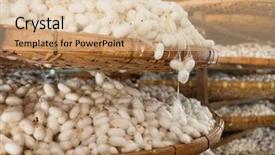 Presentation with silkworm - PPT theme enhanced with baskets with silkworm cocoons background and a lemonade colored foreground