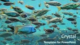  Presentation with underwater - Beautiful slide set featuring bass and tilapia underwater backdrop and a ocean colored foreground