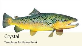  Presentation with trout - Presentation design with bass fish - brown trout salmo trutta background and a blonde colored foreground
