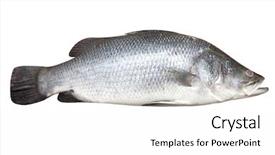  Presentation with fresh water splash green apple isolated white - Presentation design having bass fish - fresh whole seabass isolated background and a white colored foreground