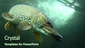 Presentation with underwater - Amazing PPT layouts having bass fish - underwater photo of a big backdrop and a tawny brown colored foreground