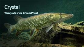  Presentation with underwater - PPT layouts enhanced with flag of vietnam with empty background and a pink colored foreground