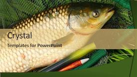  Presentation with fighters - Colorful PPT layouts enhanced with bass fishing - white amur or grass carp backdrop and a yellow colored foreground