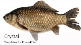  Presentation with bass clef - Amazing PPT theme having bass backdrop and a  colored foreground