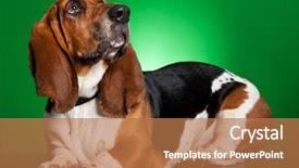  Presentation with old dog - Cool new presentation theme with basset artesien normand dog 11 months old standing in front of green background backdrop and a coral colored foreground