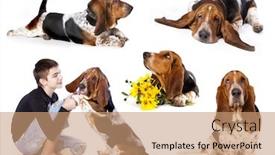  Presentation with basset hound - Cool new PPT theme with basset-hound-and-boy backdrop and a coral colored foreground