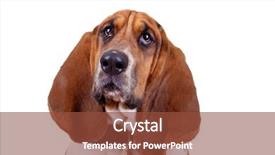  Presentation with basset hound - Cool new slides with basset hound dog face close up over white backdrop and a tawny brown colored foreground