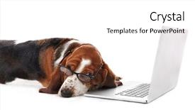  Presentation with basset hound - Beautiful PPT theme featuring basset hound dog in glasses backdrop and a white colored foreground
